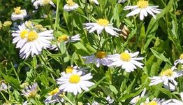 Zomeraster image
