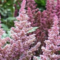 Astilbe