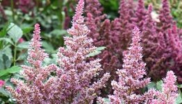 Astilbe image