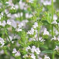 Calamintha nepeta 
