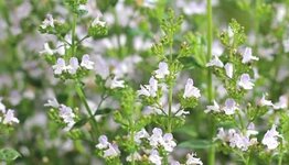 Calamintha nepeta  image