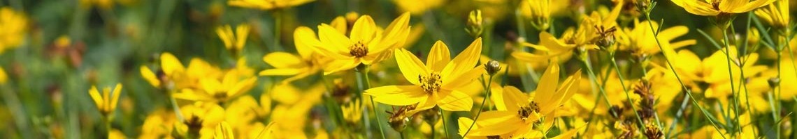 Coreopsis