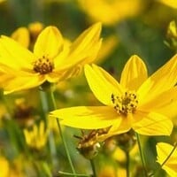 Coreopsis