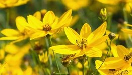 Coreopsis image
