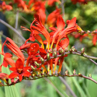 Crocosmia
