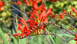 Crocosmia image