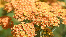 Duizendblad image