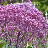 Eupatorium