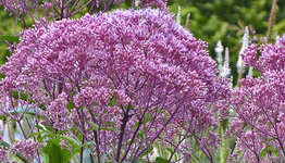 Eupatorium image