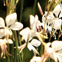 Gaura