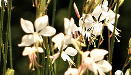 Gaura image
