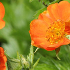 Geum