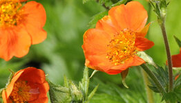 Geum image