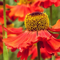Helenium 