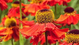 Helenium  image