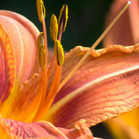 Hemerocallis