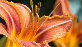 Hemerocallis image