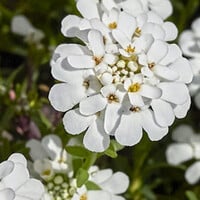 Iberis