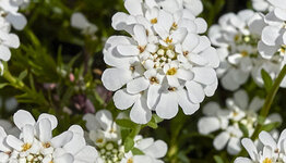 Iberis image
