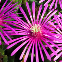 IJsbloem