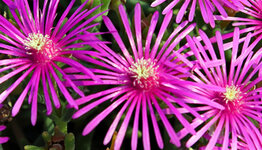 IJsbloem image