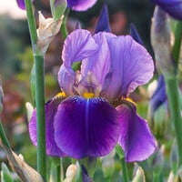 Iris