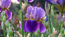 Iris image