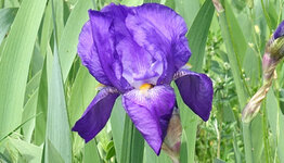 Iris germanica  image
