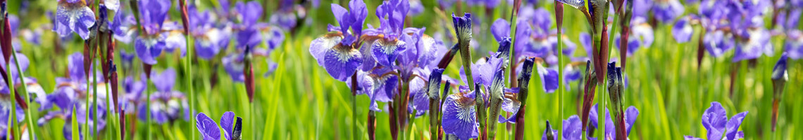 Iris sibirica