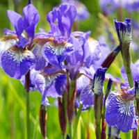 Iris sibirica