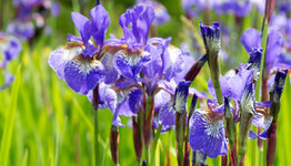 Iris sibirica image