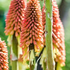 Kniphofia