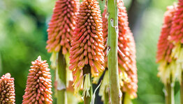 Kniphofia image