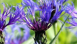 Korenbloem image