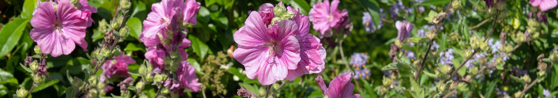 Lavatera