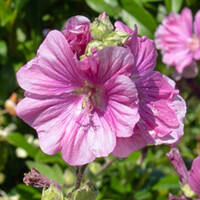 Lavatera
