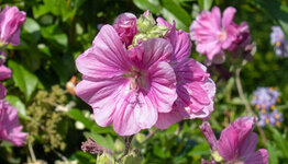 Lavatera image
