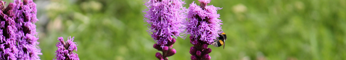 Liatris spicata