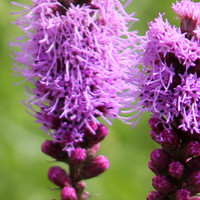 Liatris spicata