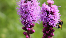 Liatris spicata image