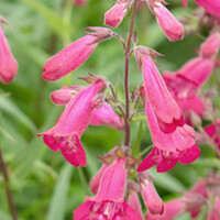 Penstemon