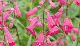 Penstemon image