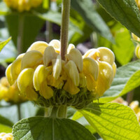 Phlomis