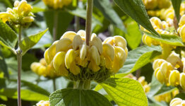 Phlomis image