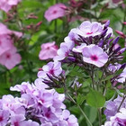 Phlox 