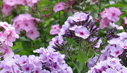 Phlox  image