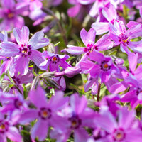 Phlox subulata