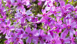 Phlox subulata image