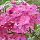 Phlox paniculata