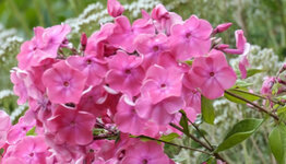 Phlox paniculata image